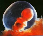 Зародыш (ребёнок) 7 недель